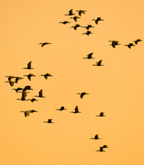 A flock of birds flying in the sky