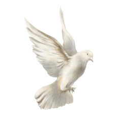 White pigeon soaring in air, dove spread its wings as a symbol of freedom and peace concept. Hand drawn watercolor illustration isolated on white for spiritual, wedding, or nature-themed designs