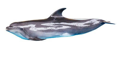 Dolphin isolated on white background