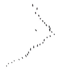 A flock of birds flying in a line across a white background