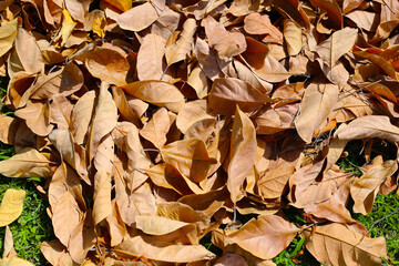 A pile of dry brown leaves scattered on green grass