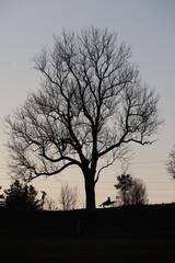 Tree with no leaves is silhouetted against a blue sky