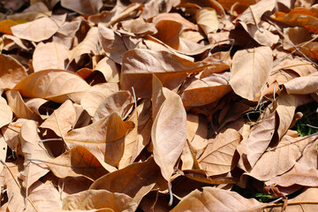 A pile of dry brown leaves