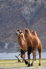 DOUBLE HUMPED CAMEL IN AFGHAN AND LADAKH REGION OF INDIA