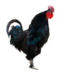 A black rooster with a red beak stands on a white background