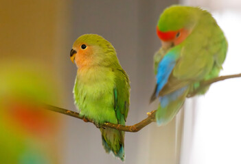 Two green parrots are perched on a branch