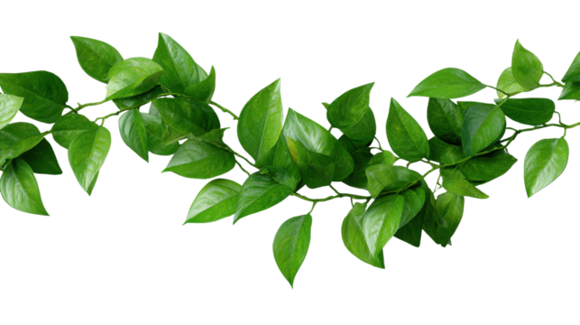 Close-up top view of jungle vines on pure isolated on a Transparent background, PNG file. - Powered by Adobe