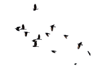 Flock of birds in flight isolated on white background