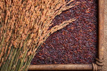 Organic oats and red rice displayed on handmade wooden tray, with rustic and natural flat lay composition, evoking sense of freshness and earthiness
