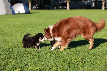 Two dogs playing in a grassy field