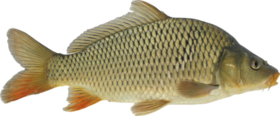 Carp Fish Isolated On Transparent Background
