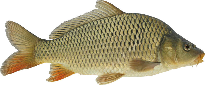 Carp Fish Isolated On Transparent Background