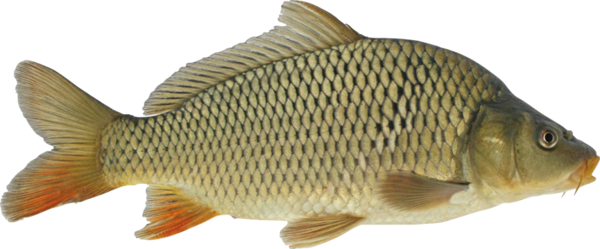 Carp Fish Isolated On Transparent Background