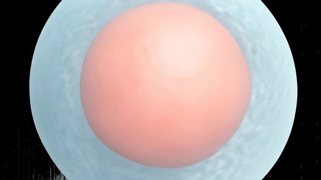 Fertilization process: A biological single-cell animation