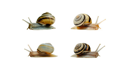 Four Garden Snails Captured in a Studio Portrait against a transparent background