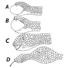 Science of hand drawn vector snakes swallow hen eggs  outline.