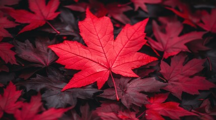 A pile of red maple leaves.