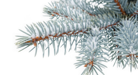 Close up of a frosted blue spruce branch isolated against a transparent background creating a wintery seasonal scene