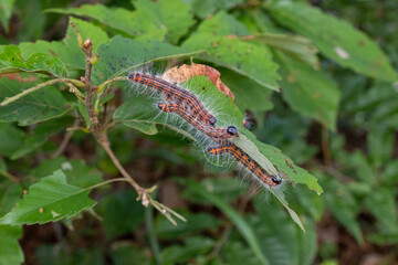 Caterpillars on leaf