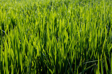 green grass background