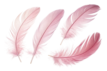 Soft pink feathers arranged artistically isolated on transparent background