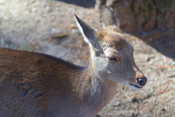 Close-up photo of a young deer sunbathing outdoors.