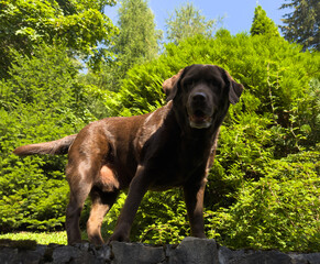 Brown Chocolate Labrador retriever. Dog on the green grass