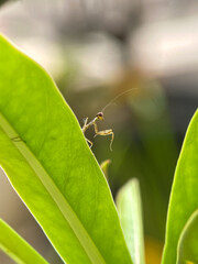 Macro photo of a baby praying mantis on a green leaf tip. Insect close-up, nature wildlife,...