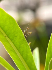 Macro photo of a baby praying mantis on a green leaf tip. Insect close-up, nature wildlife,...