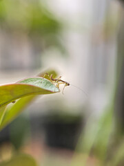 Macro photo of a baby praying mantis on a green leaf tip. Insect close-up, nature wildlife,...