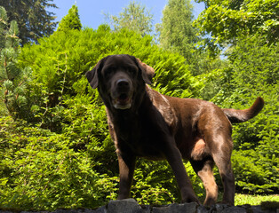 Brown Chocolate Labrador retriever. Dog on the green grass