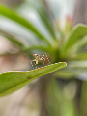 Macro photo of a baby praying mantis on a green leaf tip. Insect close-up, nature wildlife, entomology, garden predator, shallow depth of field, perfect for biology or nature themes