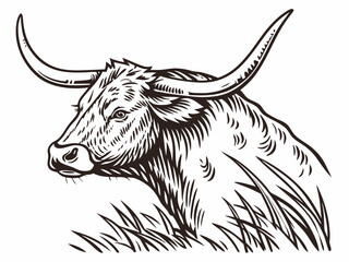 Vintage Line Art Illustration of a Longhorn Cattle Head in a Field . A detailed, vintage-style line drawing of a longhorn cattle head emerging from tall grass.