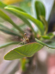Macro photo of a baby praying mantis on a green leaf tip. Insect close-up, nature wildlife, entomology, garden predator, shallow depth of field, perfect for biology or nature themes