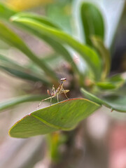 Macro photo of a baby praying mantis on a green leaf tip. Insect close-up, nature wildlife, entomology, garden predator, shallow depth of field, perfect for biology or nature themes