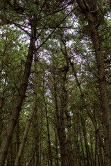 Fototapeta premium trees in the forest