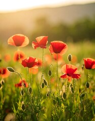 Poppy field at sunset