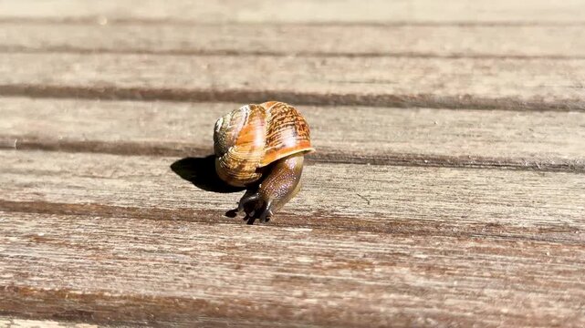 Garden snail in front of a wooden background