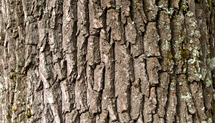 Obraz premium Old oak tree bark texture with thick, deeply grooved surface, earthy tones, partially covered in lichen