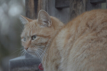 Fototapeta premium Cat's perspective / 猫の目線，ネコの視線(茶トラねこ，飼い猫)