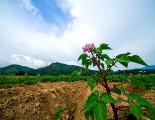 Potato plant with pink flower in field