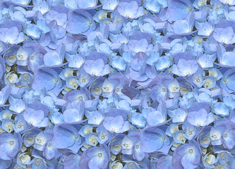 Calm Blue Hydrangea Floral Texture Background