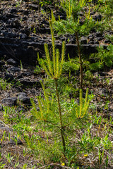 Small pine tree. small green spruce grows on a stone against the background of the forest. coniferous plants germinate in unfavorable conditions