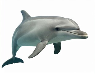 Fototapeta premium pictures of a dolphin on white isolated background