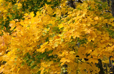 A Canopy of maple tree covered with Leaves