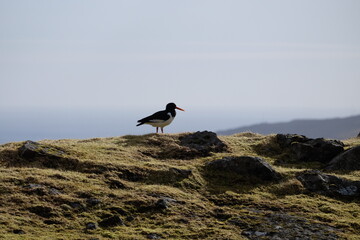 Eurasian Oystercatcher Standing on Mossy Rocks in the Faroe Islands