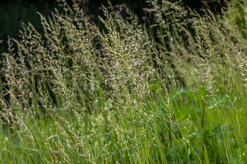 Calamagrostis arundinacea is a species of bunch grass in the family Poaceae, native to Eurasia, China and India. closeup of weeds of tropical mountains. Wild grass wallpaper. Weeds. nature grass