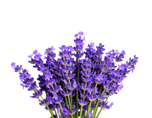 Purple lilac flower with green leaves, isolated on white background
