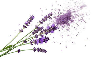 Obraz premium Purple lavender sprigs with scattered pollen isolated on transparent background