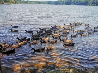 Large Flock of Ducks Swimming in a Peaceful Lake Surrounded by Lush Landscape